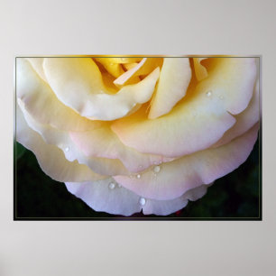 Yellow pink petals poster