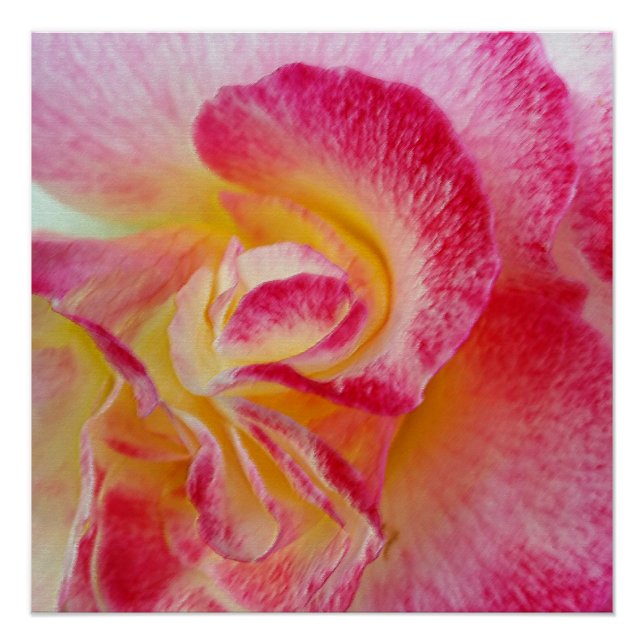 yellow pink petals poster (Front)