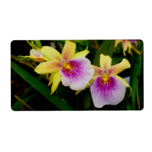 Yellow Pink Purple Miltonia Sunset Orchids