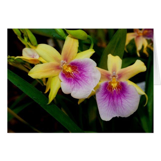 Yellow Pink Purple Miltonia Sunset Orchids (Front Horizontal)