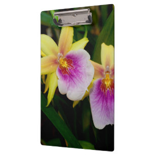 Yellow Pink Purple Miltonia Sunset Orchids Clipboard