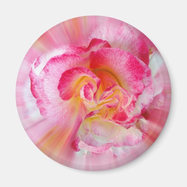 yellow pink Rose Magnet (Front)