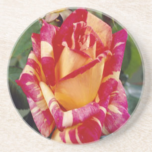 Yellow Pink Roses Coaster