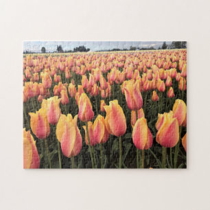 Yellow & Pink Tulip Field, Oregon Jigsaw Puzzle
