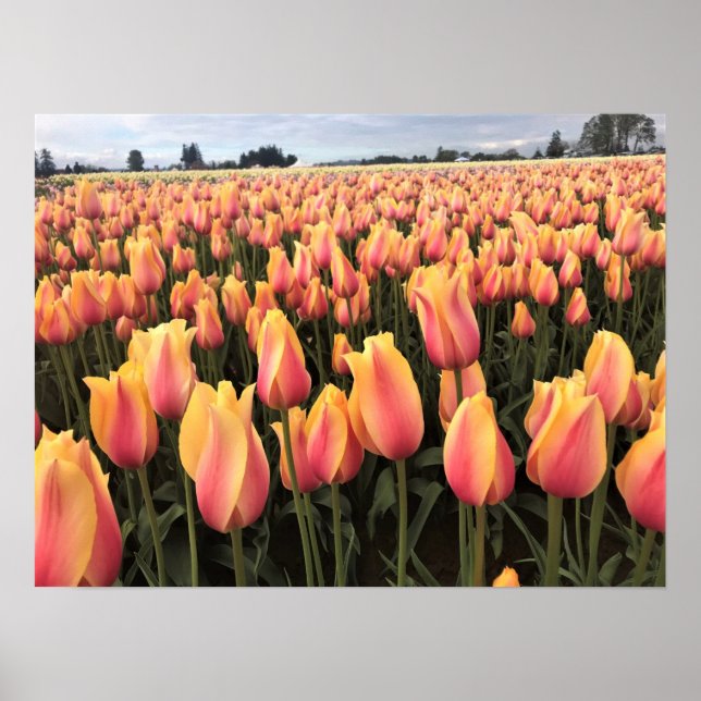 Yellow & Pink Tulip Field, Oregon Poster (Front)