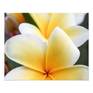 Yellow Plumeria Flower Frangipani Floral Design Photo Print