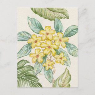Yellow Plumeria postcard