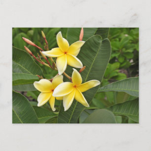Yellow Plumeria Tropical Flower Photography Postcard