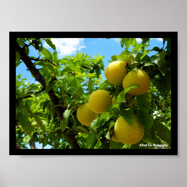 Yellow Plums Blue Sky Poster (Front)