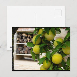 Yellow Plums Rustic Wood Postcard