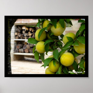 Yellow Plums Rustic Wood Poster