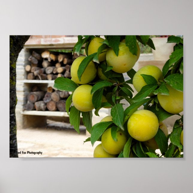 Yellow Plums Rustic Wood Poster (Front)