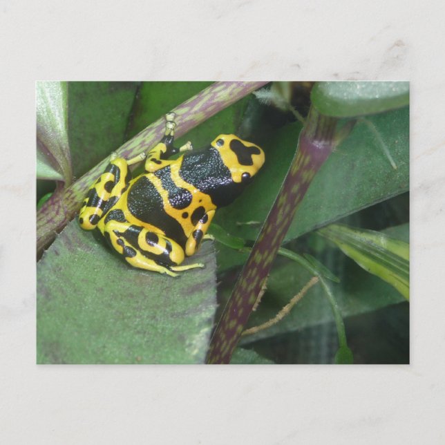 Yellow Poison Dart Arrow Frog Postcard (Front)