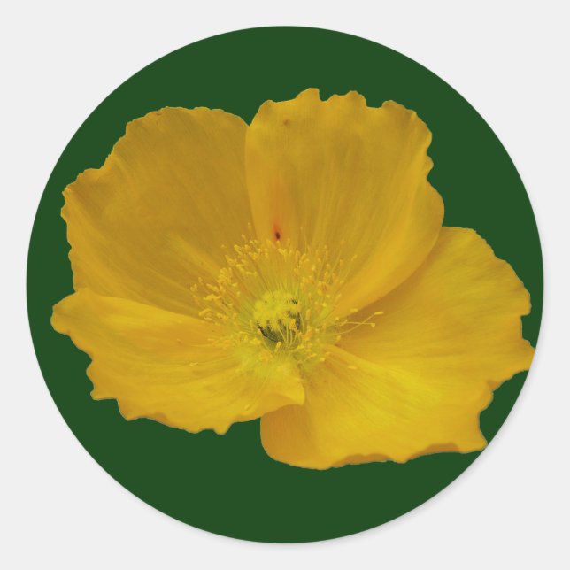 Yellow Poppy Alaskan Wildflower Floral Classic Round Sticker (Front)