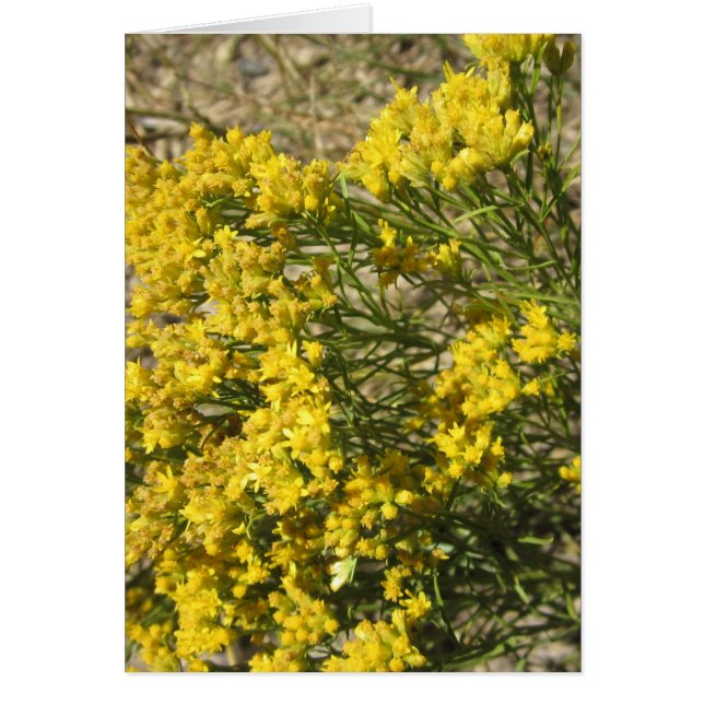 Yellow Prairie Wildflower Card (Front)