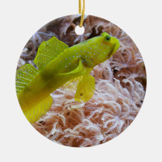 Yellow prawn-goby ceramic ornament (Front)