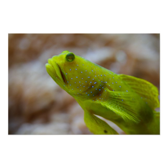 Yellow prawn-goby poster (Front)