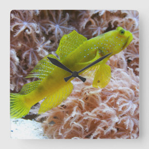 Yellow prawn-goby square wall clock