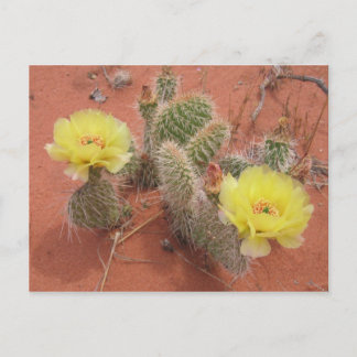 Yellow Prickley Pear Postcard