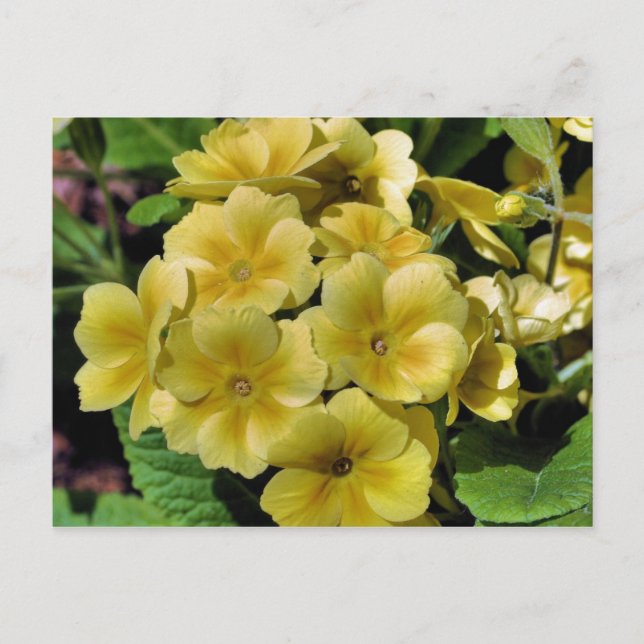 Yellow Primrose Flower Photography Postcard (Front)