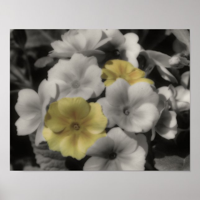 Yellow Primrose Flower Vintage Partial Colour Poster (Front)