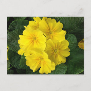 Yellow Primrose Flowers Postcard
