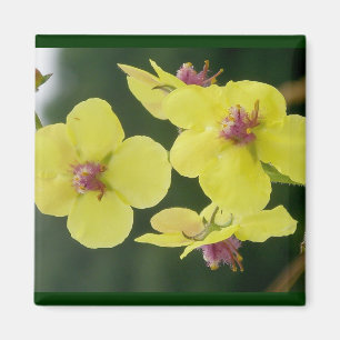 Yellow Primrose Magnet