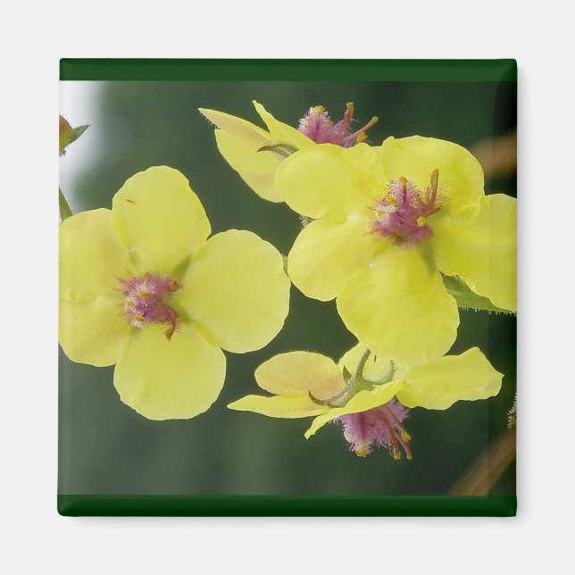 Yellow Primrose Magnet (Front)