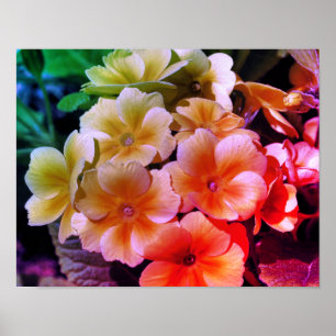 Yellow Primrose Spring Flowers Colour Tint Poster
