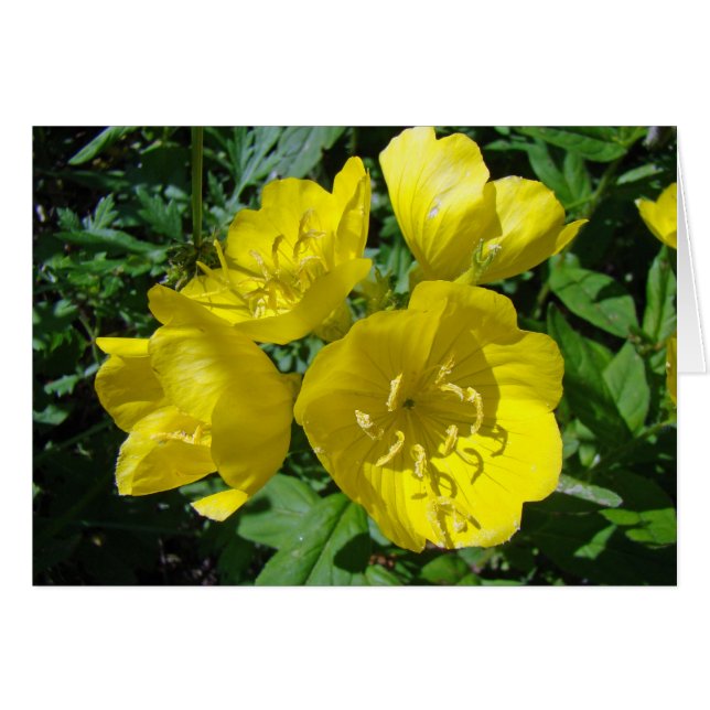 Yellow Primroses - Sundrops (Front Horizontal)