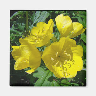 Yellow Primroses - Sundrops Magnet