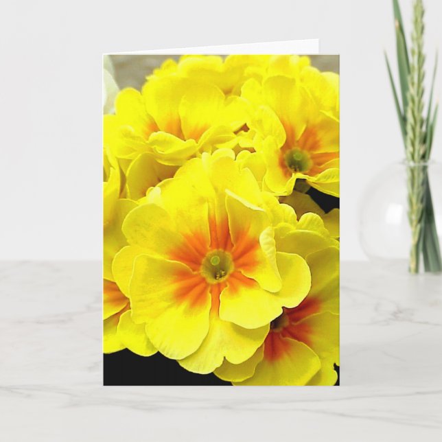 Yellow Primula in springtime Holiday Card (Front)