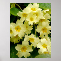 Yellow Primula/Primrose Flower Print/Poster