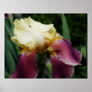 Yellow Purple Bearded Iris Flower Poster