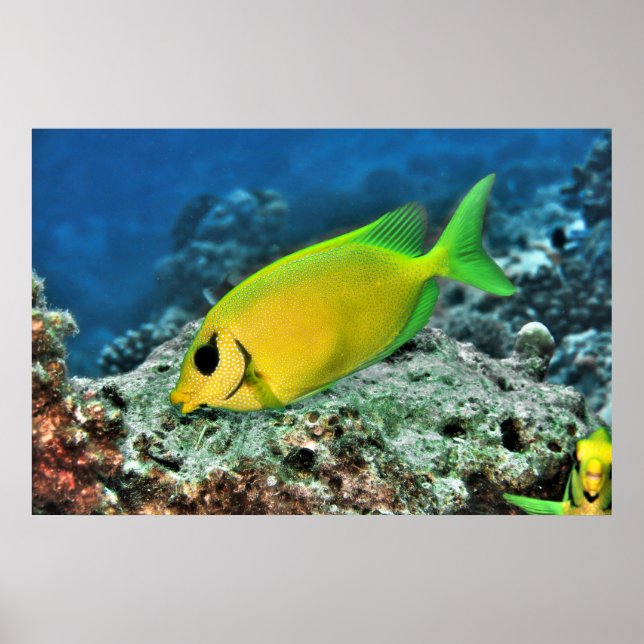Yellow Rabbitfish Poster (Front)