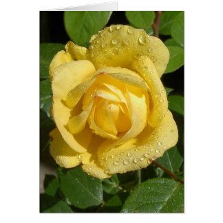Yellow Rain Rose