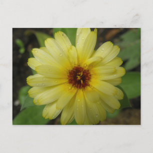 Yellow Raindrops Marigold Postcard