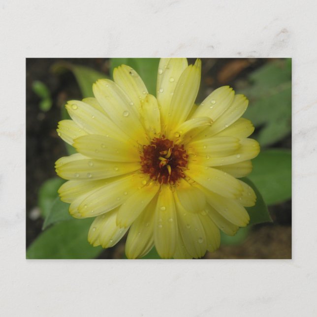 Yellow Raindrops Marigold Postcard (Front)