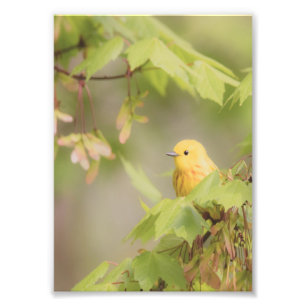 Yellow Ray Of Sunshine - Yellow Warbler Bird Photo Print