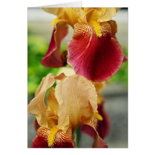 Yellow Red Iris (Front)