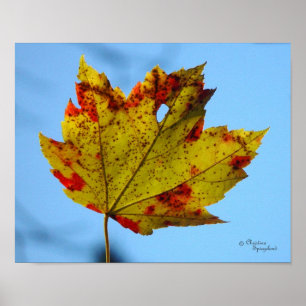Yellow Red Maple Leaf Poster