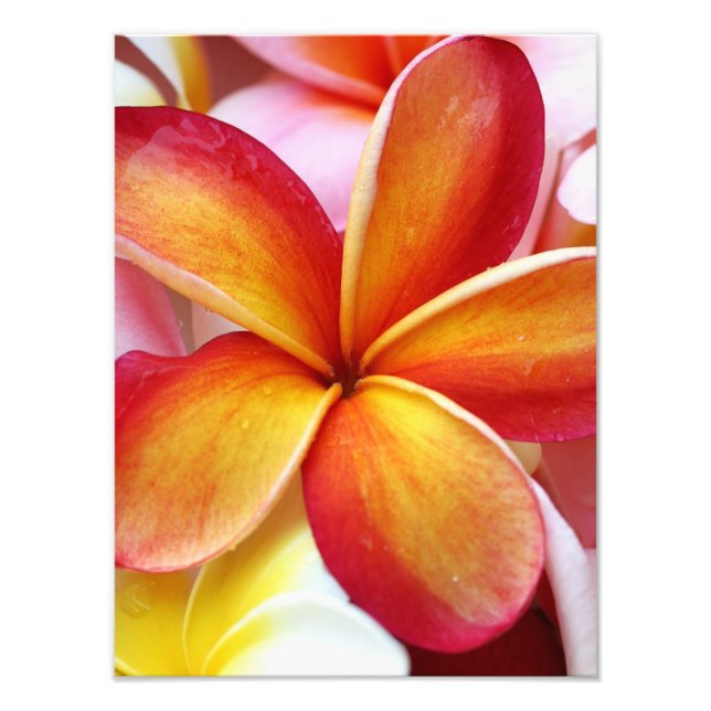 Yellow Red Plumeria Frangipani Hawaii Flowers Photo Print (Front)