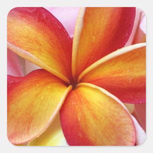 Yellow Red Plumeria Frangipani Hawaii Flowers Square Sticker