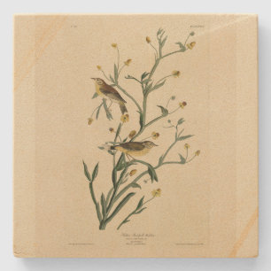 Yellow Red-poll Warbler Audubon's Birds of America Stone Coaster