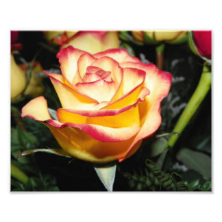 Yellow & Red Rose Photo Print