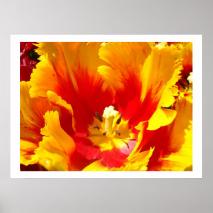 Yellow Red Tulip Flowers art prints Tulips Garden