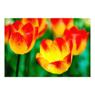 Yellow, Red Tulip Flowers Photo Print