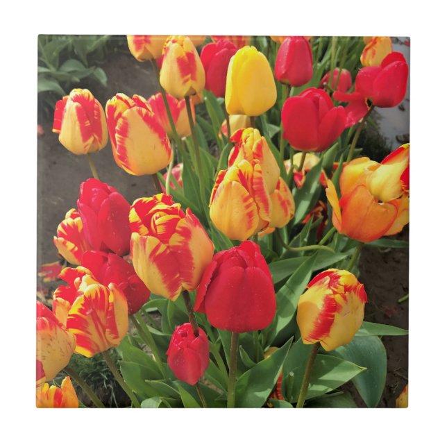 Yellow & Red Tulips Ceramic Tile (Front)