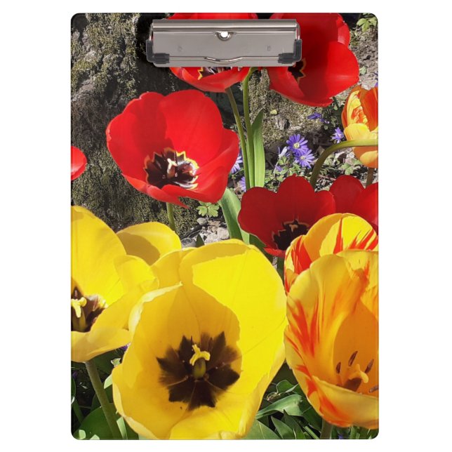 Yellow & Red Tulips  Clipboard (Front)