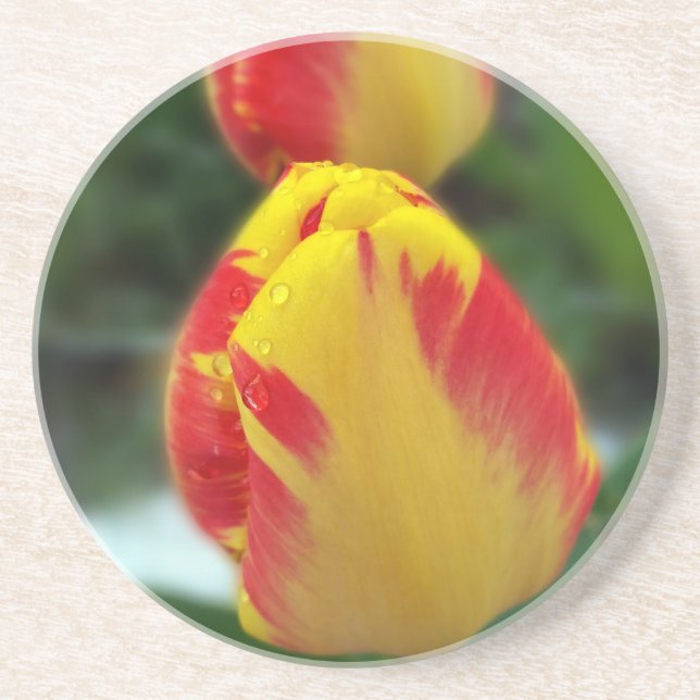 yellow red tulips coaster (Front)